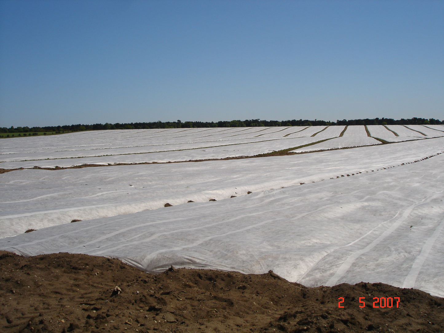 Crop Cover - Polythene