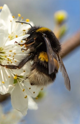 Pollinators