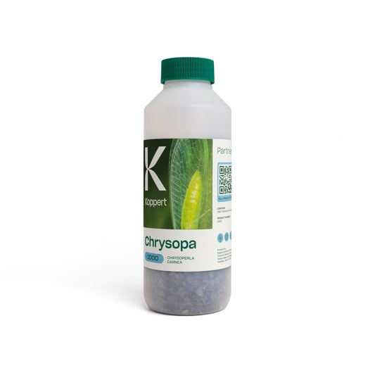 Chrysopa x1,000 (Chrysoperla carnea)
