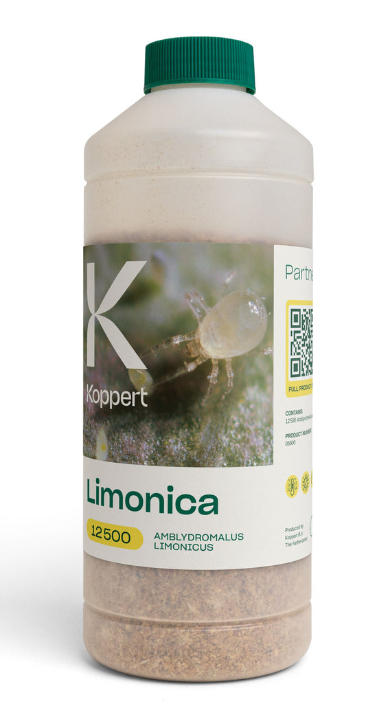 Limonica x12,500 (Amblydromalus limonicus)