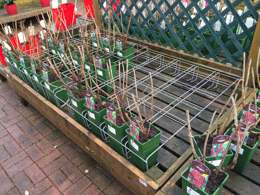 Rack/Grid - Various Container Sizes for Garden Centre Benching