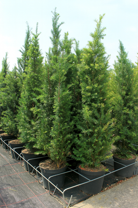 Rack/Grid x4lt Container for Nursery or Garden Centre